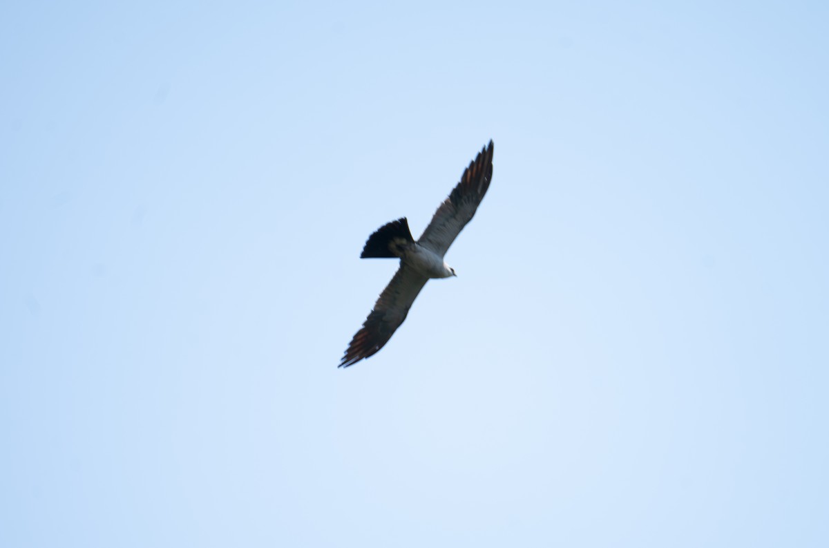 Mississippi Kite - ML643340732