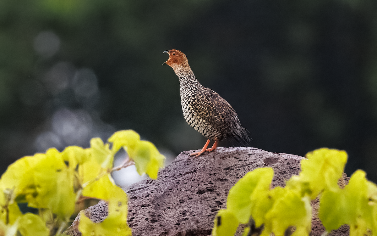Painted Francolin - ML643340768