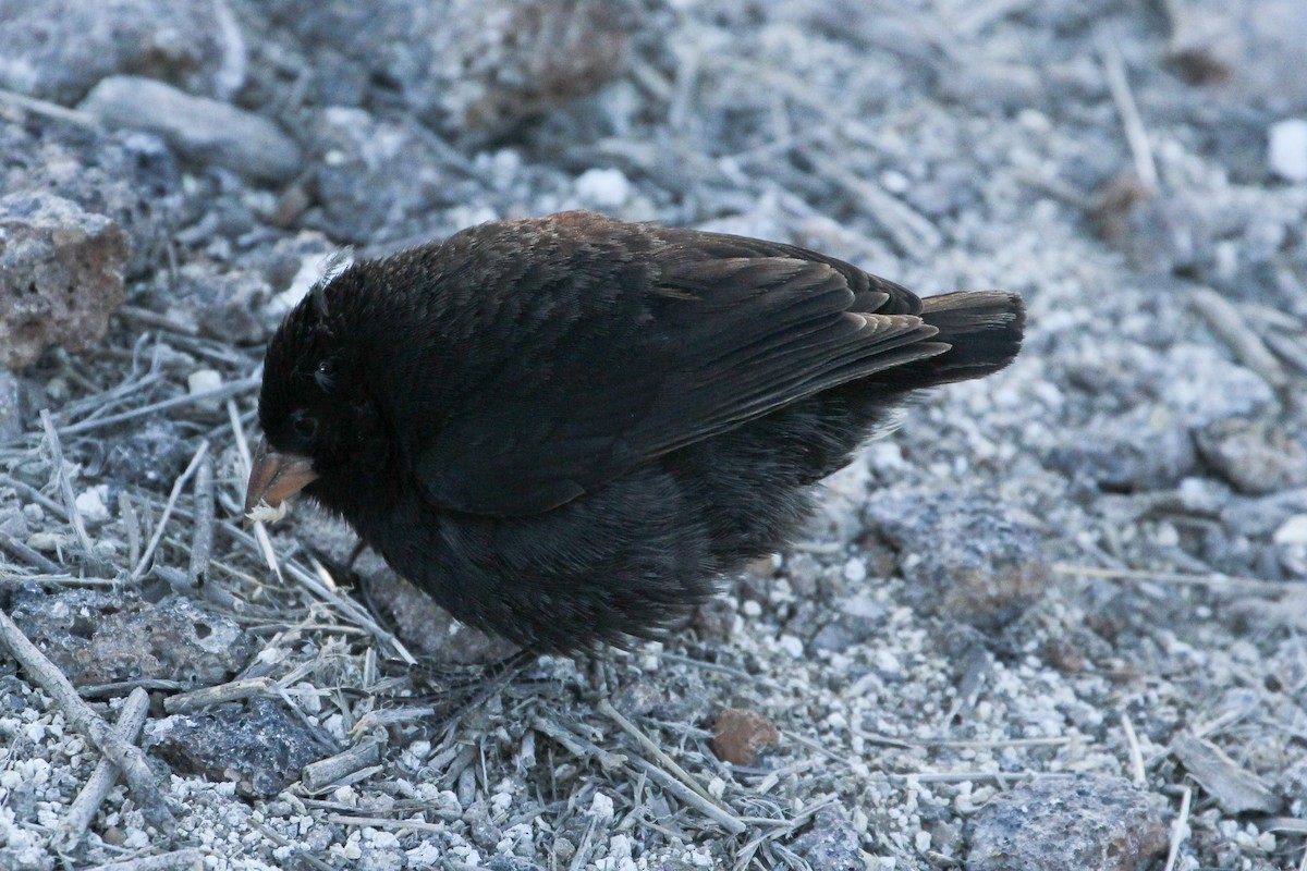 Genovesa Ground-Finch - ML643340784