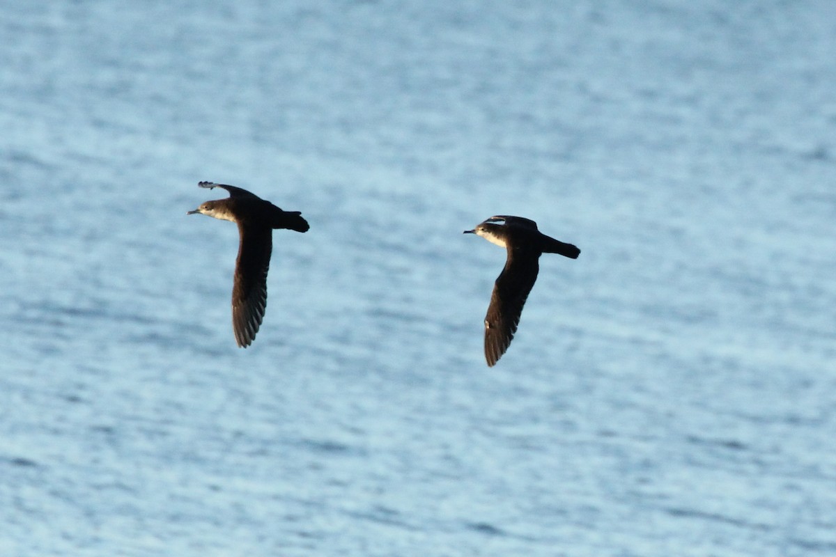 Galapagos Shearwater - ML643340796