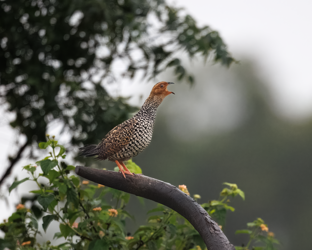 Painted Francolin - ML643340802