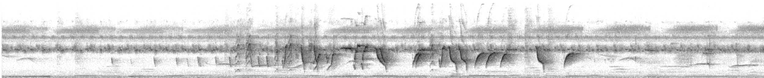 Malaysian Pied-Fantail - ML643340855