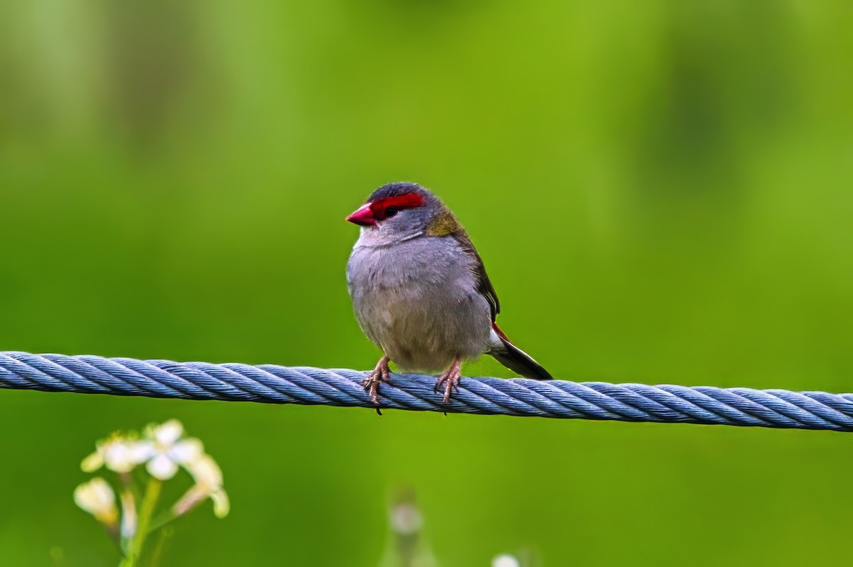 Red-browed Firetail - ML643340903