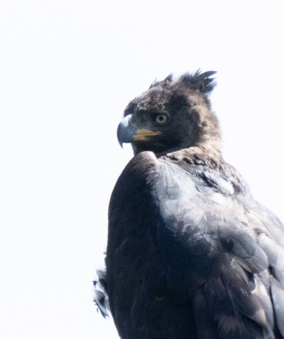 Aigle couronné - ML643340912