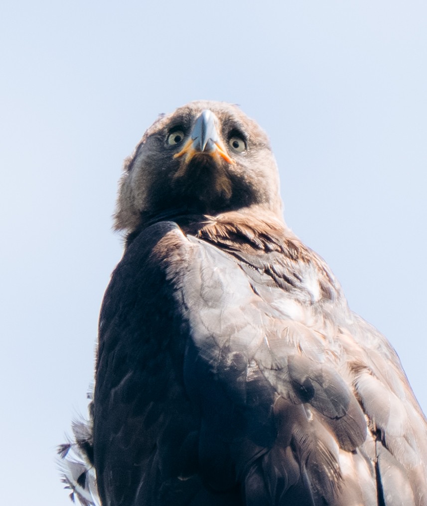 Aigle couronné - ML643340914