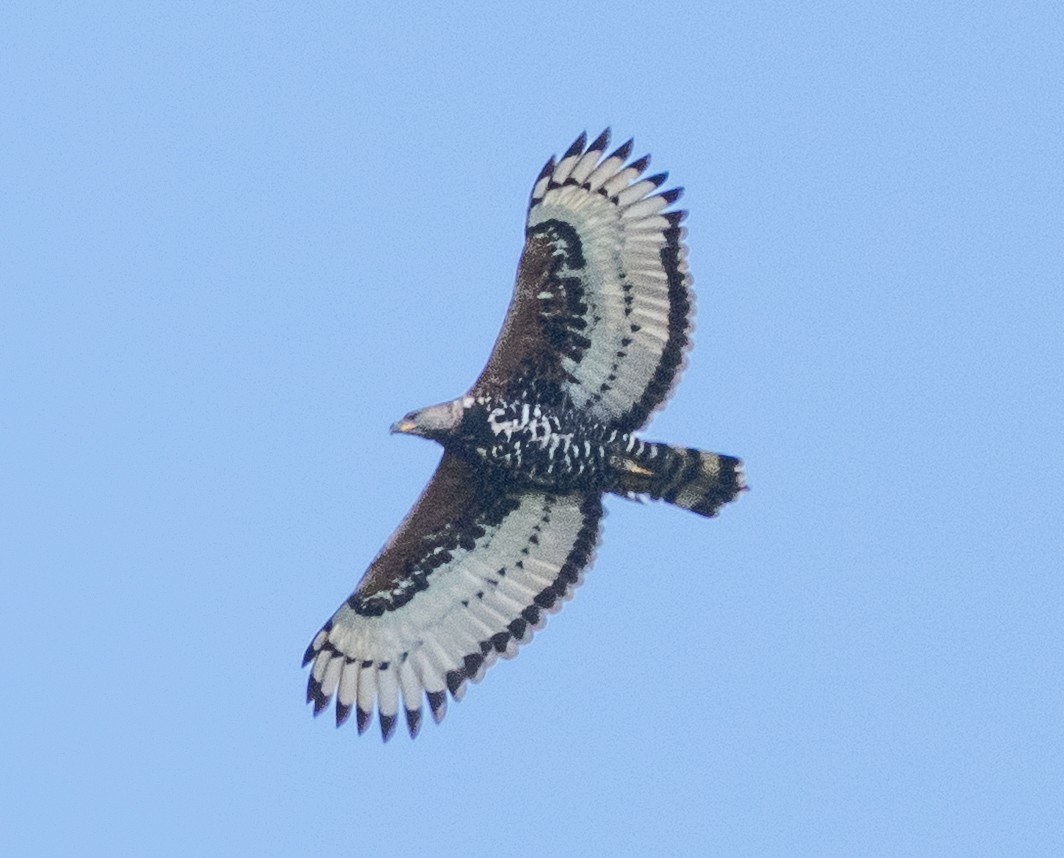 Aigle couronné - ML643340915