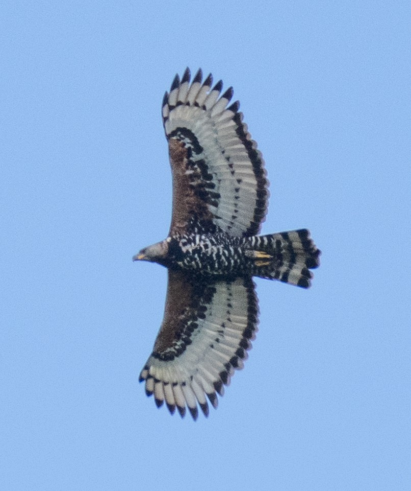 Aigle couronné - ML643340916