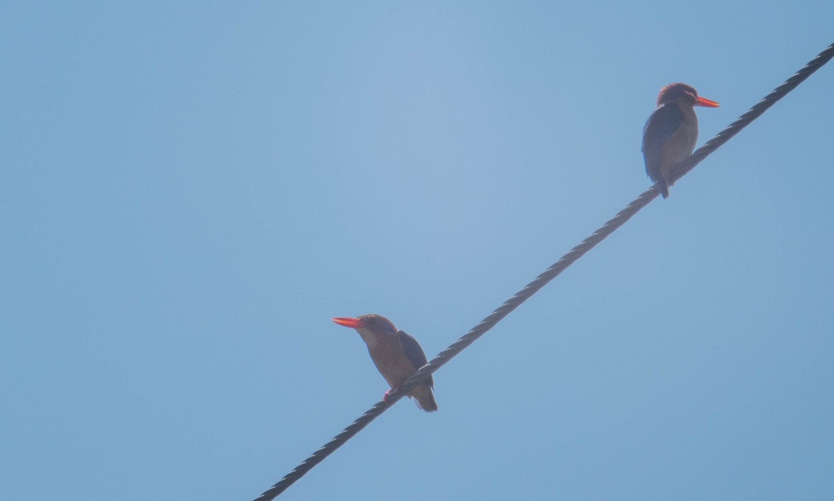 African Pygmy Kingfisher - ML643340930