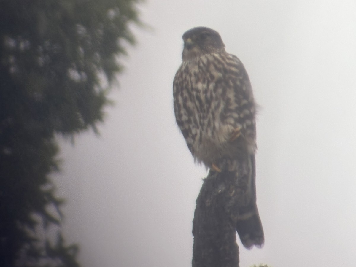 Merlin - ML643340932