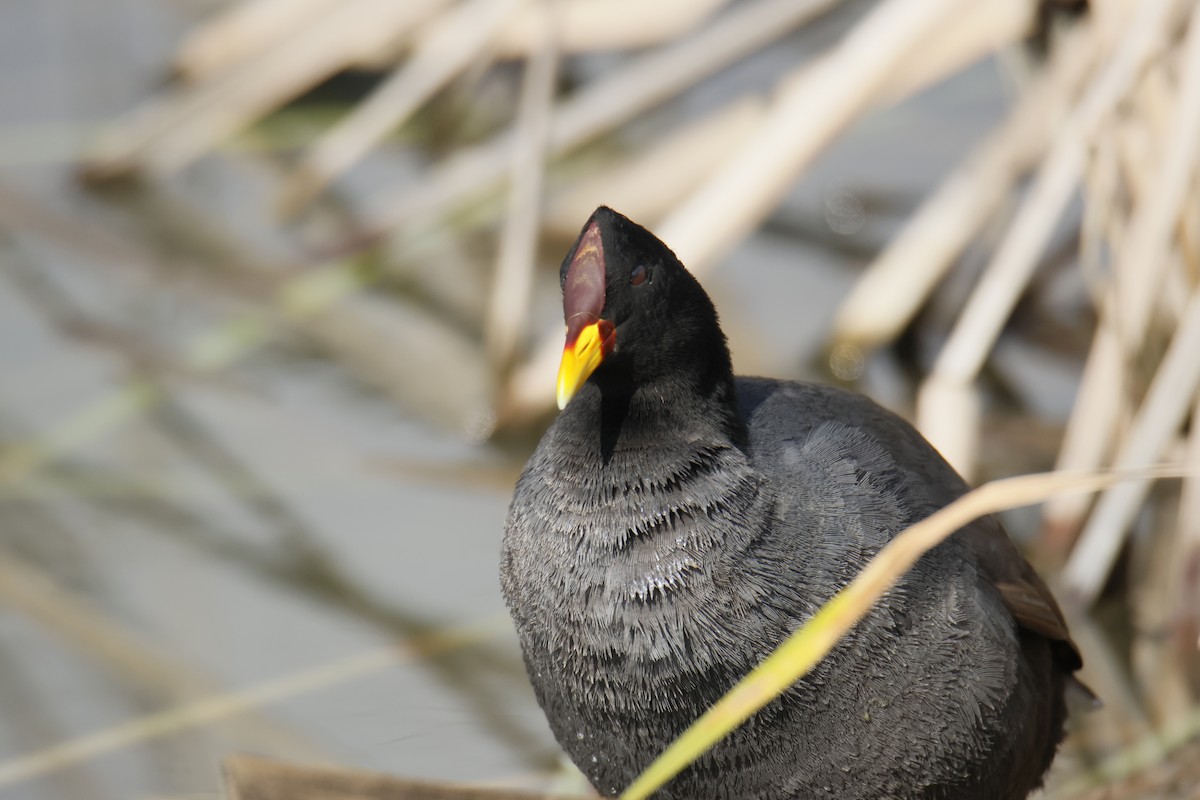 Red-fronted Coot - ML643340935
