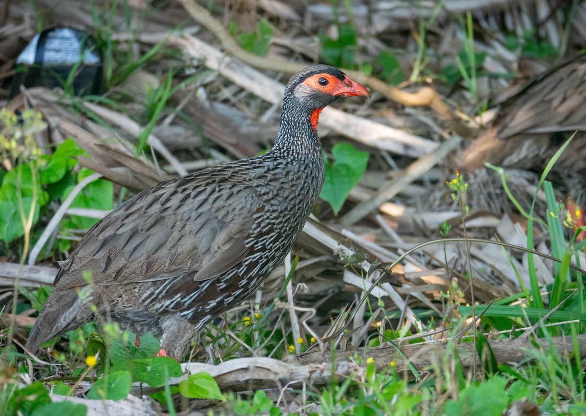 Francolin à gorge rouge - ML643340946