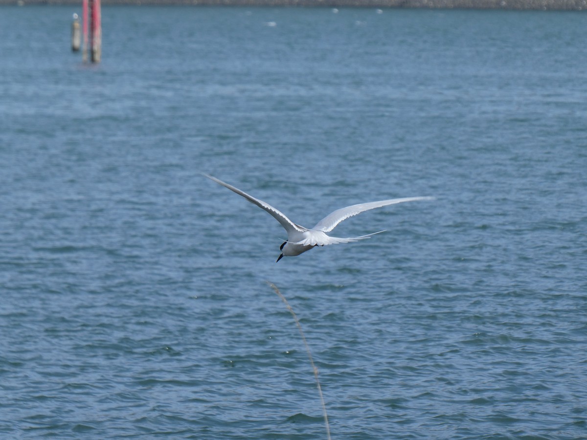 White-fronted Tern - ML643340950