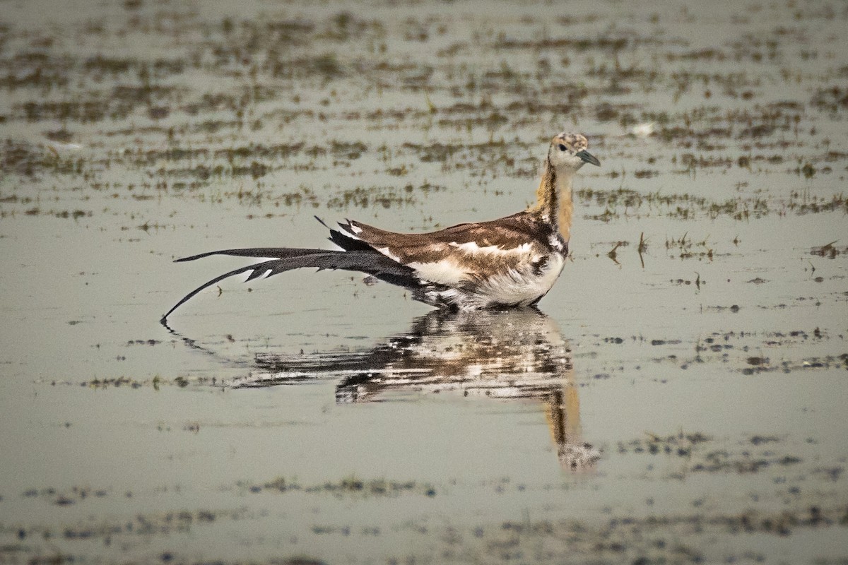 Jacana à longue queue - ML643340958