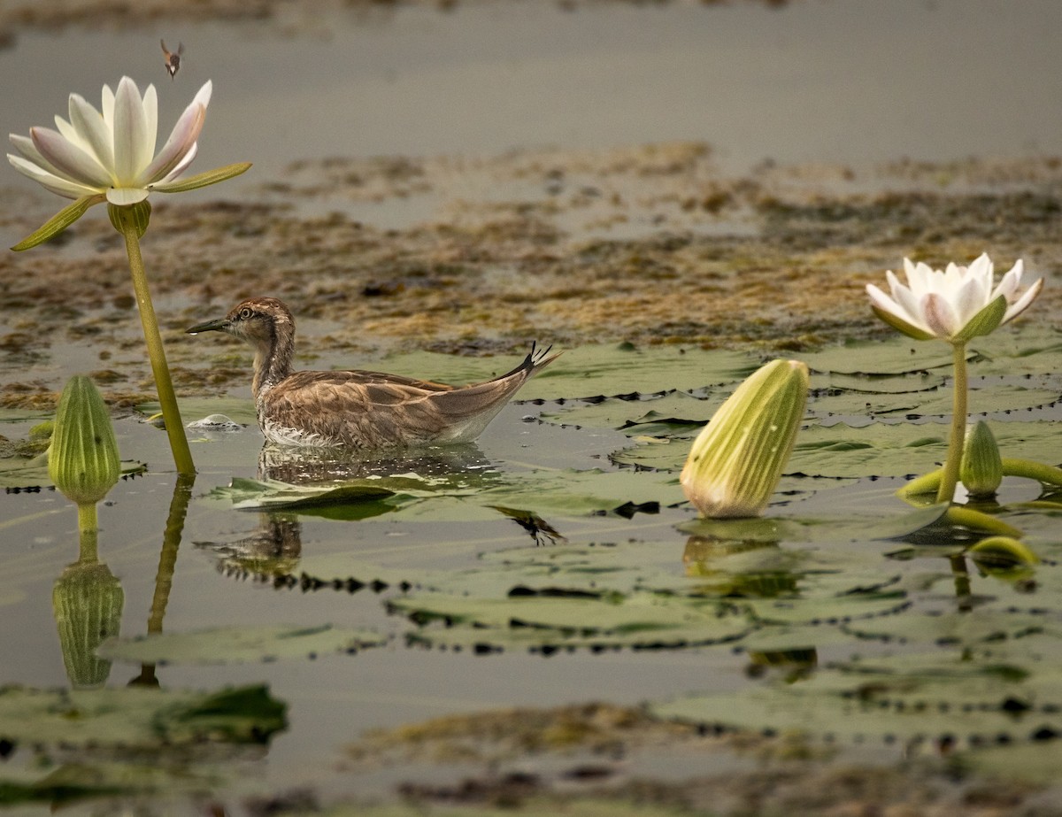 Jacana à longue queue - ML643340959