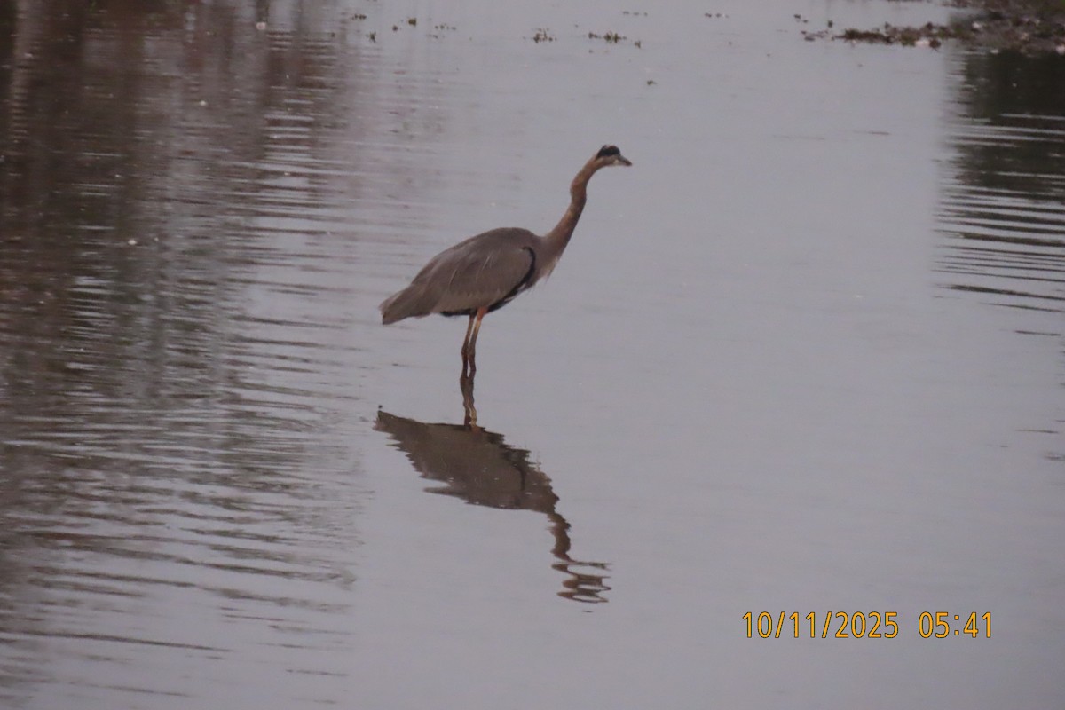 Great Blue Heron - ML643340960