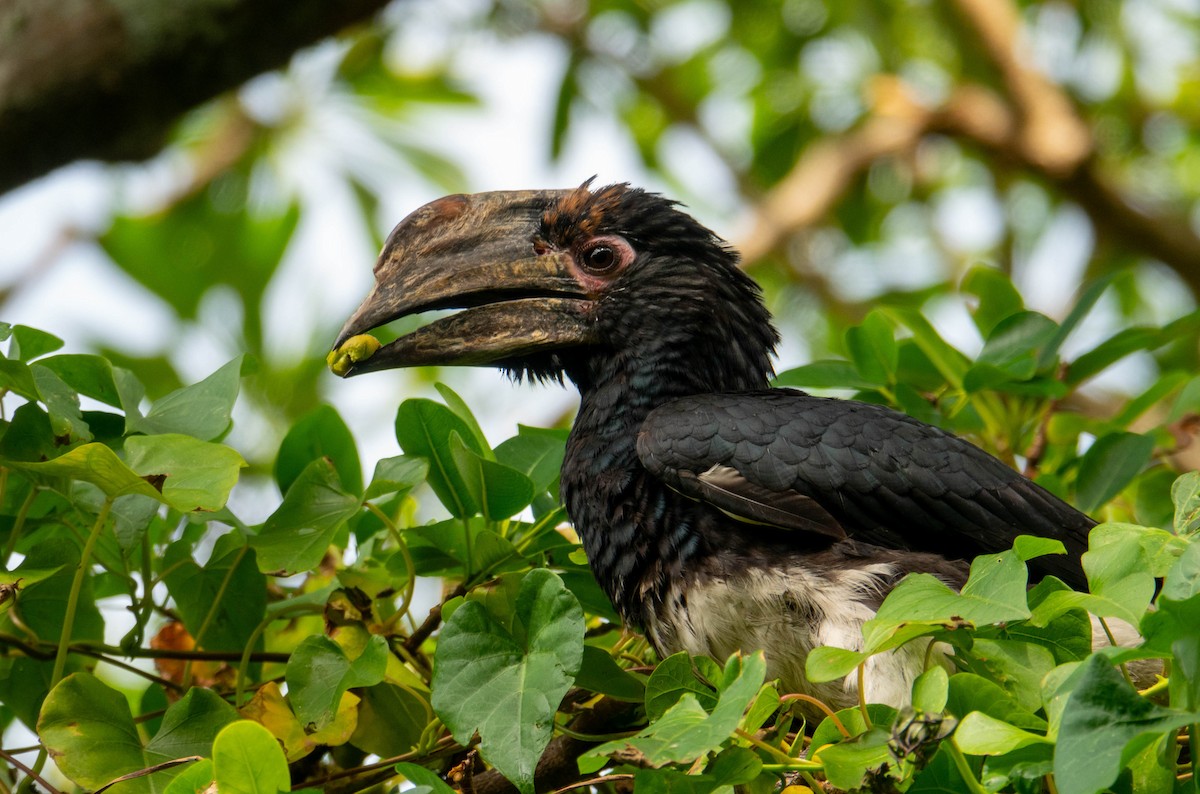 Trumpeter Hornbill - ML643341006