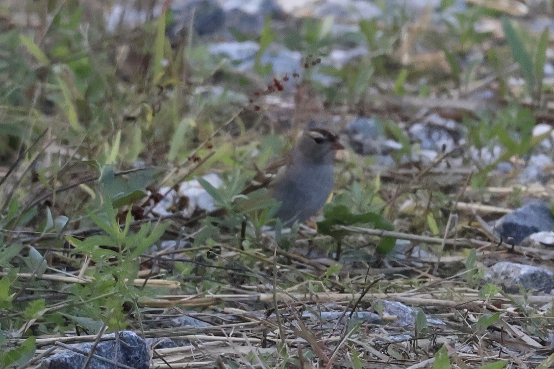 White-crowned Sparrow - ML643341008
