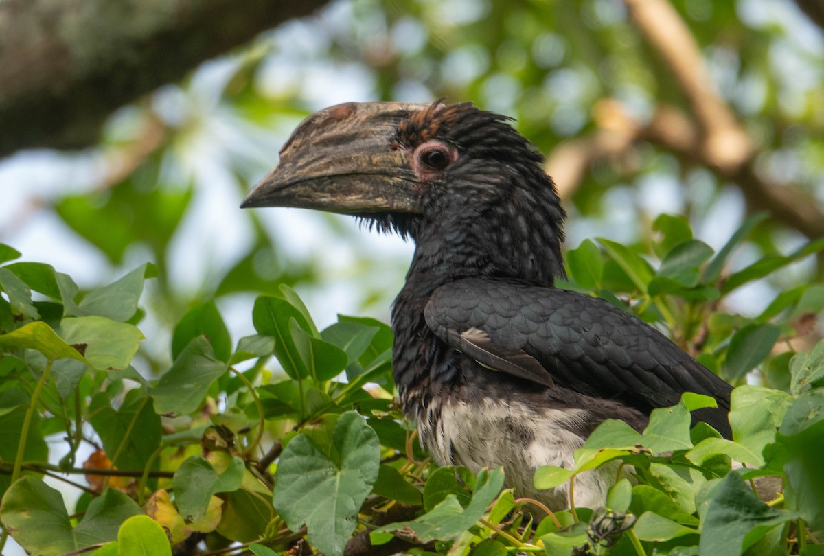 Trumpeter Hornbill - ML643341010