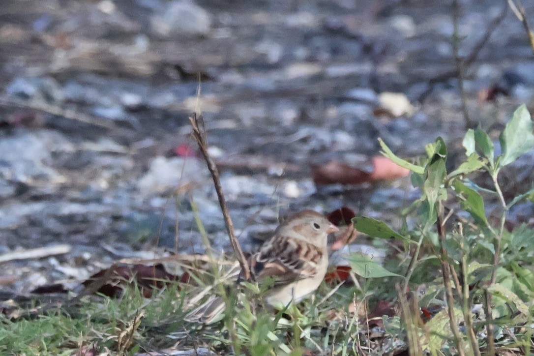 Field Sparrow - ML643341020