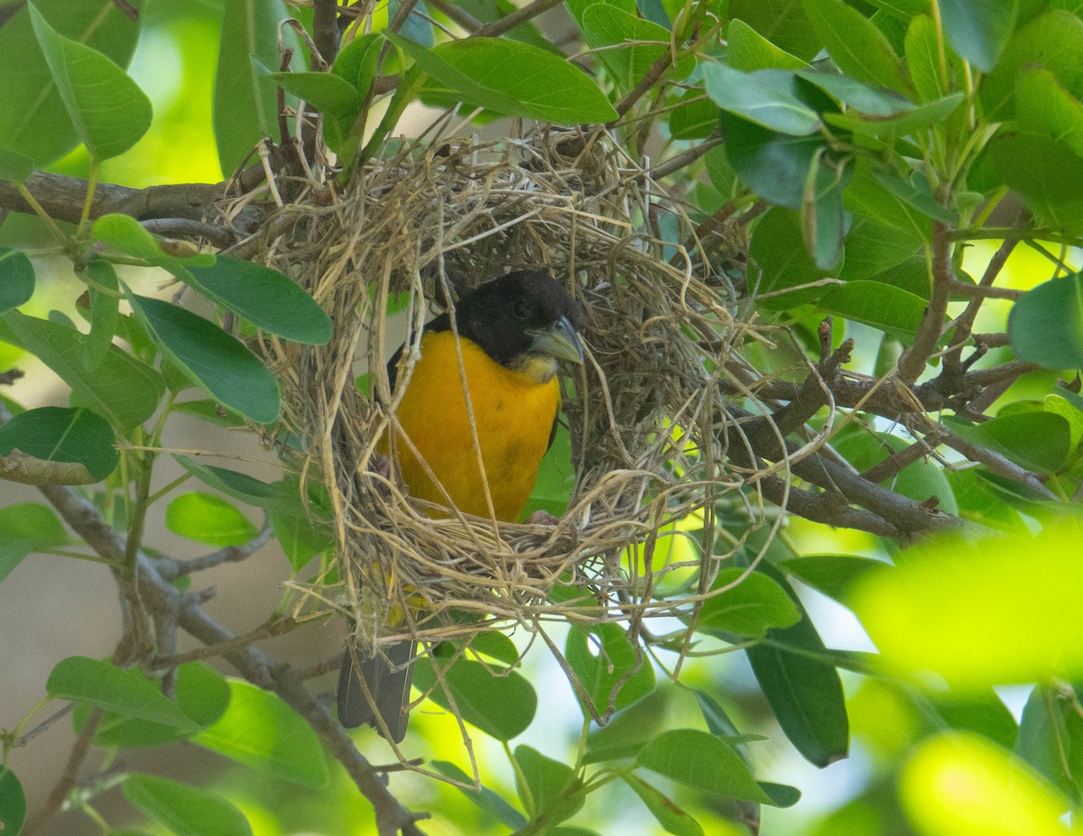 Dark-backed Weaver - ML643341021
