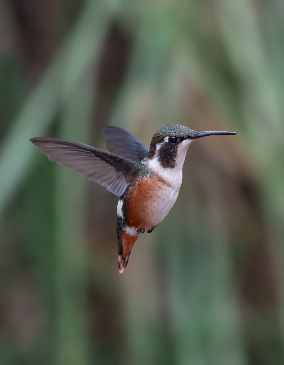 Colibri de Mulsant - ML643341024
