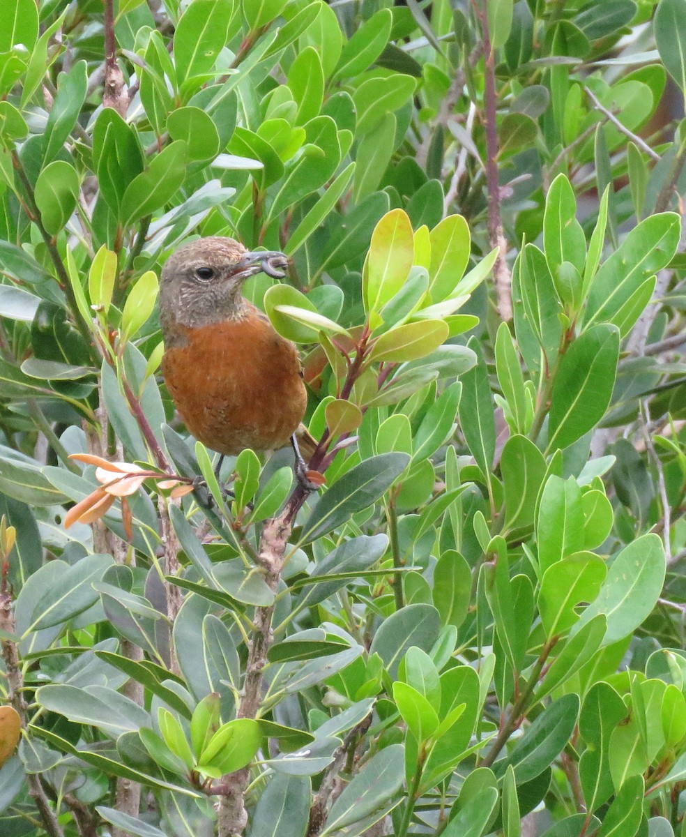 Cape Rock-Thrush - ML643341025