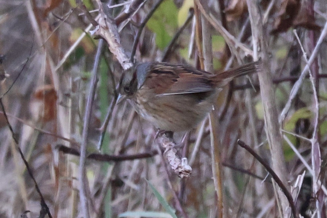 Swamp Sparrow - ML643341029