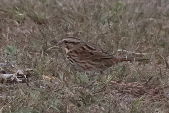Song Sparrow - ML643341034