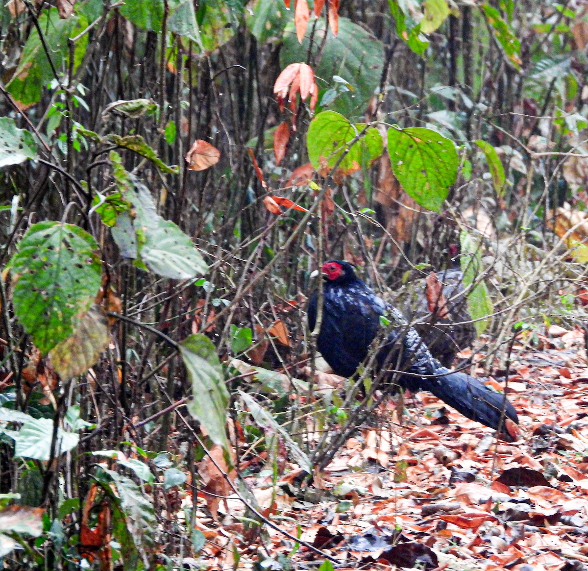 Kalij Pheasant - ML643341041