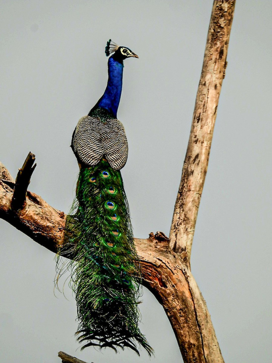 Indian Peafowl - ML643341046