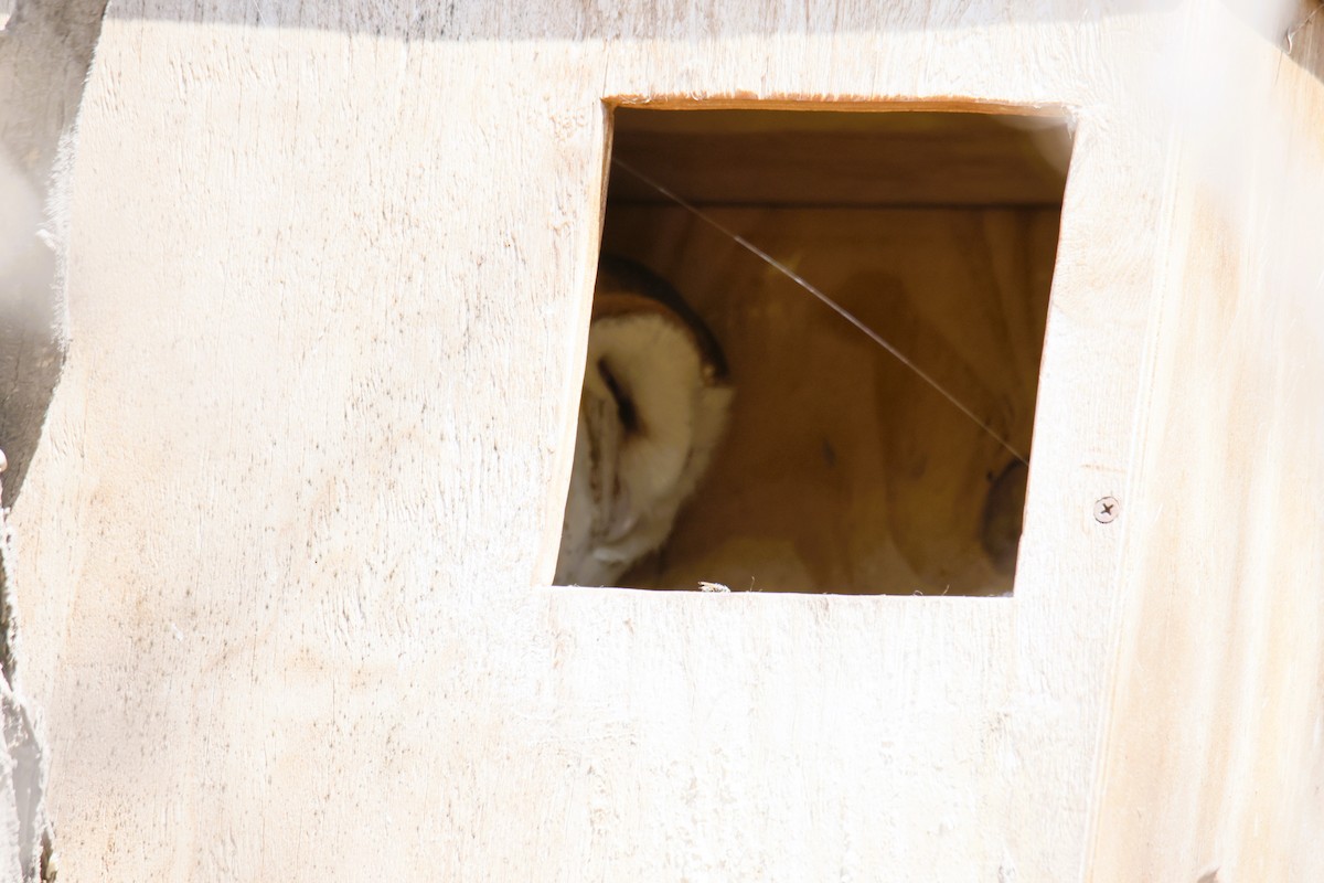 American Barn Owl - ML643341060