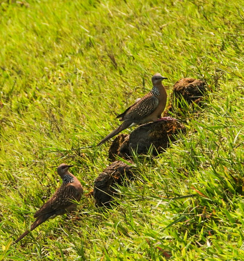 Spotted Dove - ML643341062