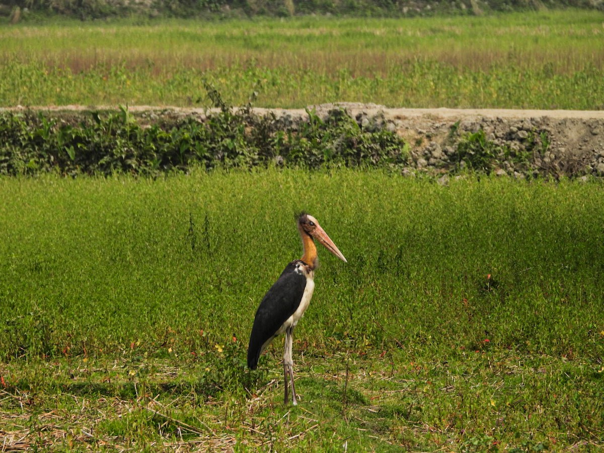 Lesser Adjutant - ML643341067