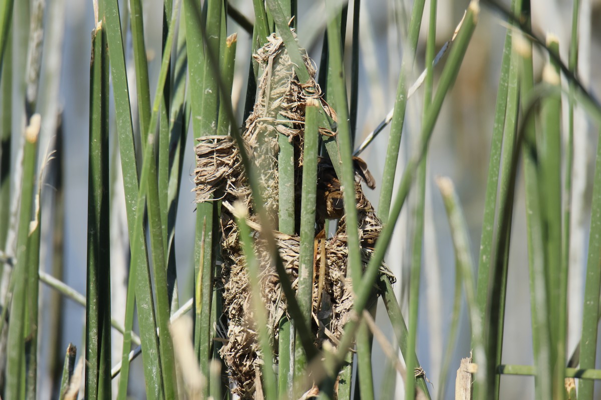 Wren-like Rushbird - ML643341070