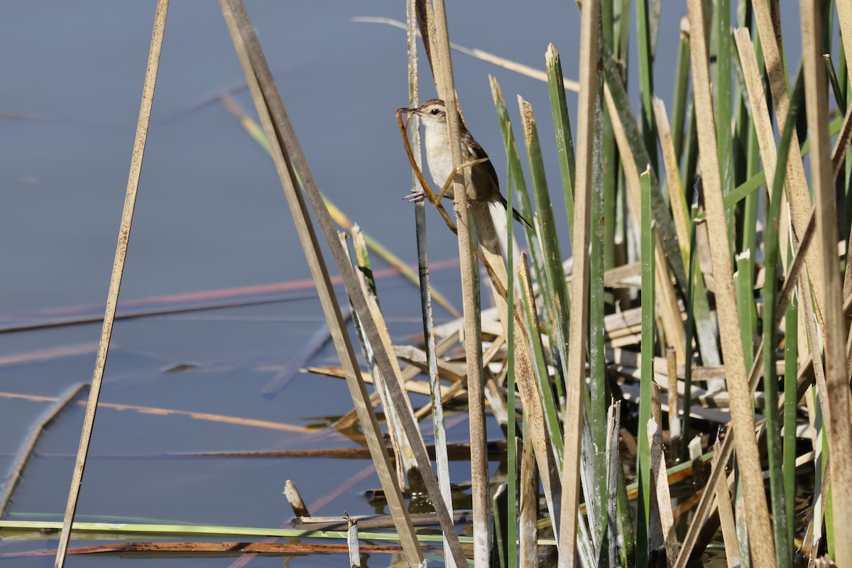 Wren-like Rushbird - ML643341071