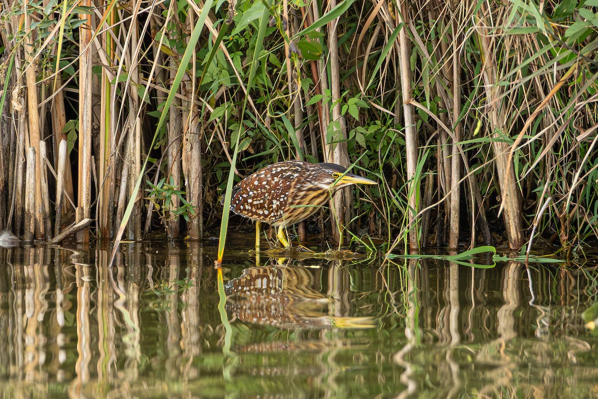 Schrenck's Bittern - ML643341075