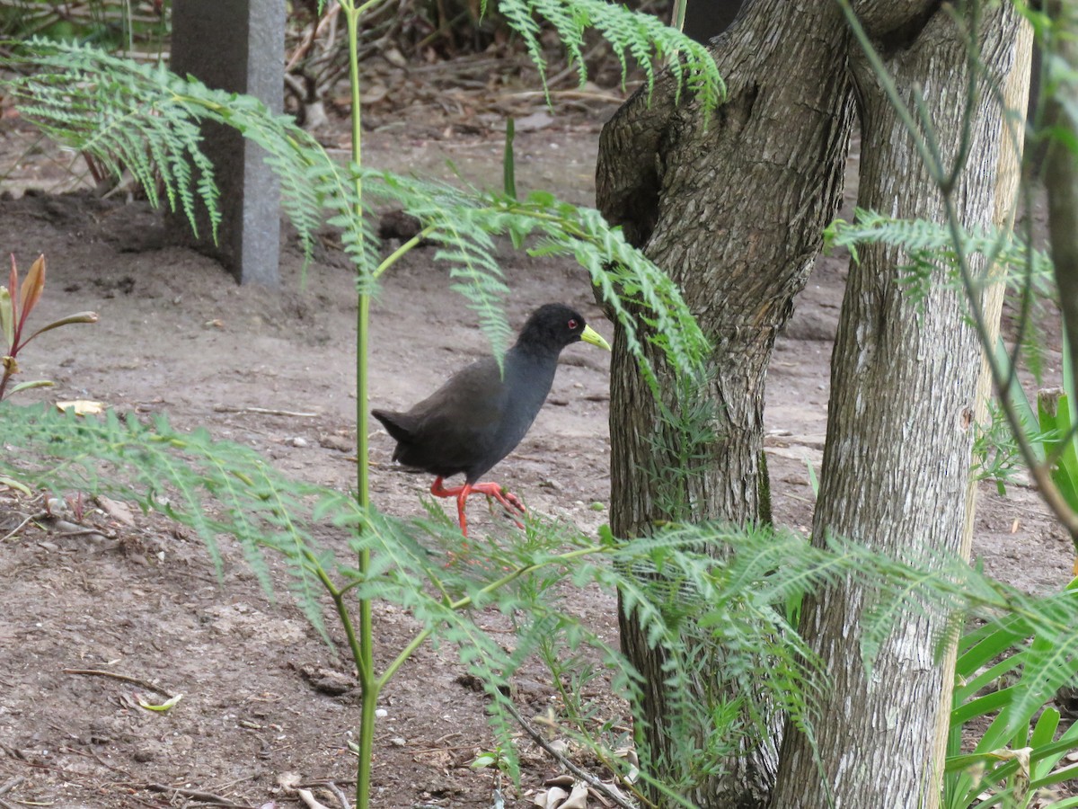 Black Crake - ML643341104