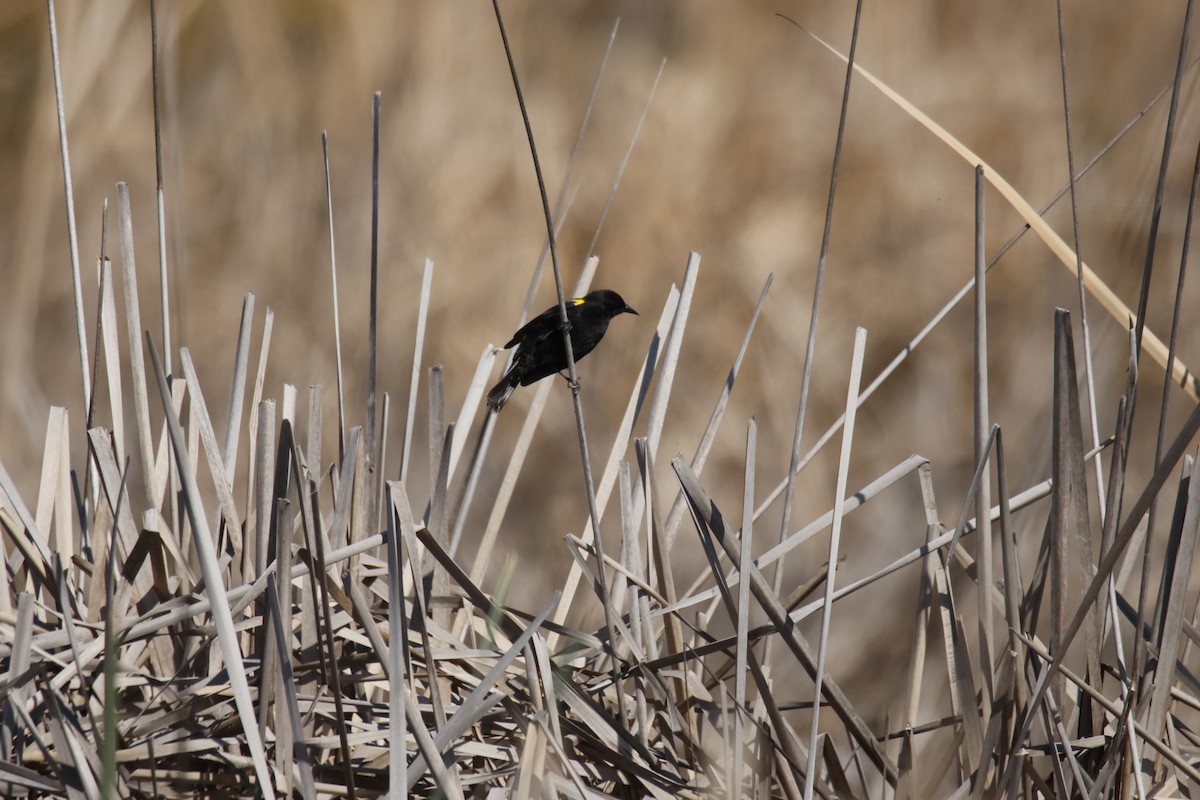 Yellow-winged Blackbird - ML643341107