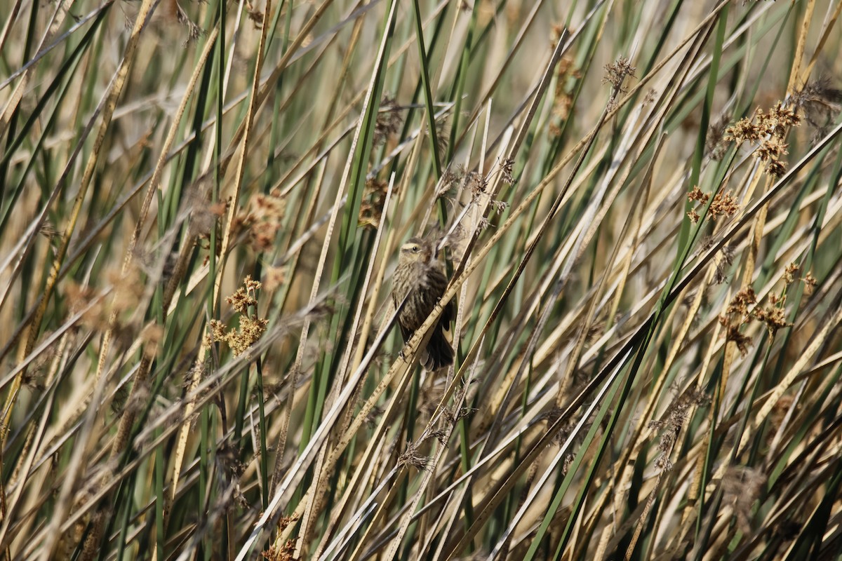 Yellow-winged Blackbird - ML643341108