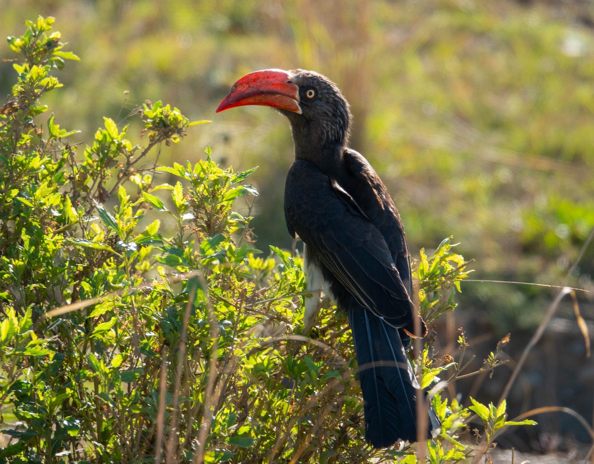Crowned Hornbill - ML643341109