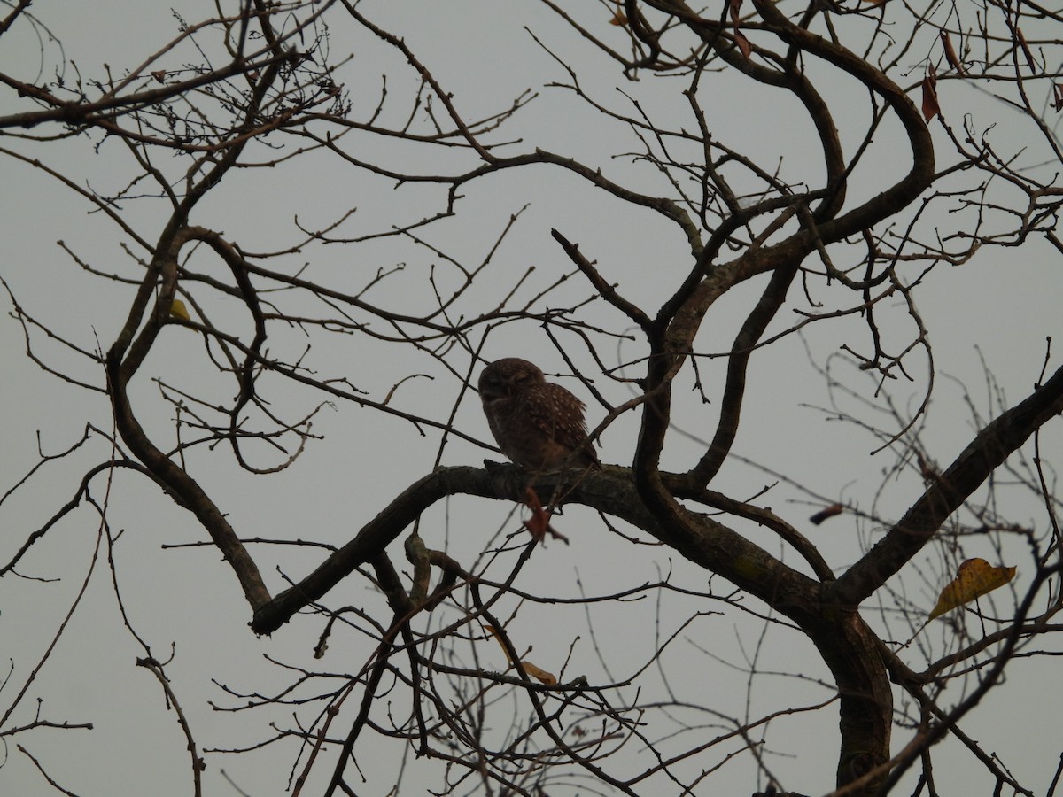 Spotted Owlet - ML643341118