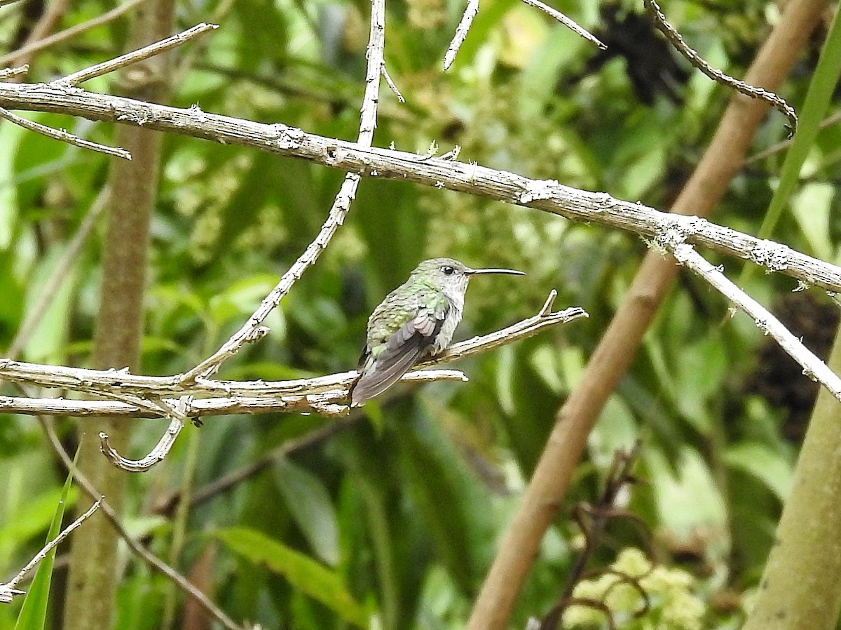 Green-and-white Hummingbird - ML643341125