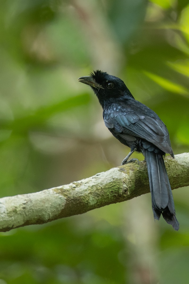 Sri Lanka Drongo - ML643341133