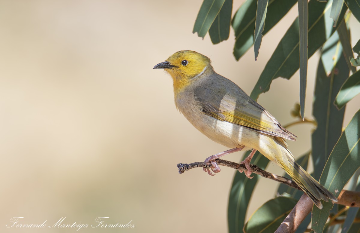 White-plumed Honeyeater - ML643341148