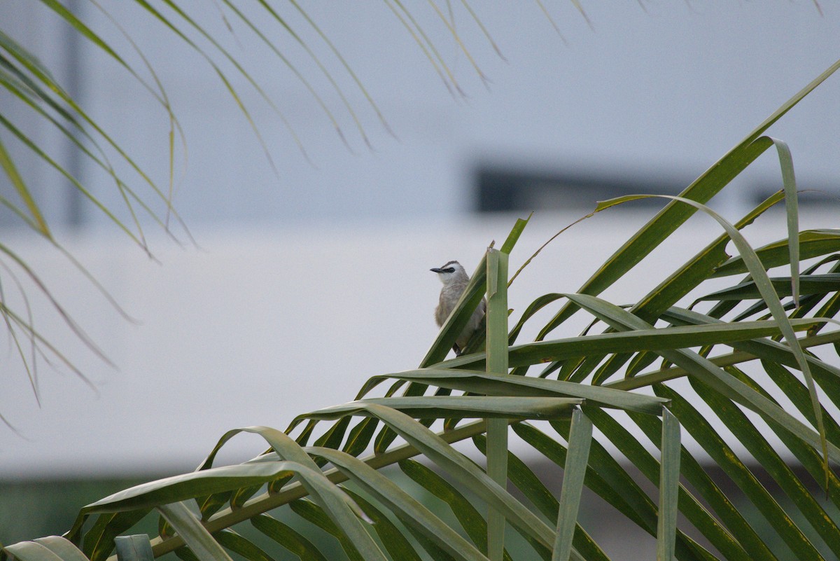 Yellow-vented Bulbul - ML643341154