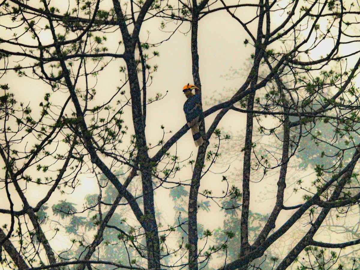 Great Hornbill - ML643341159