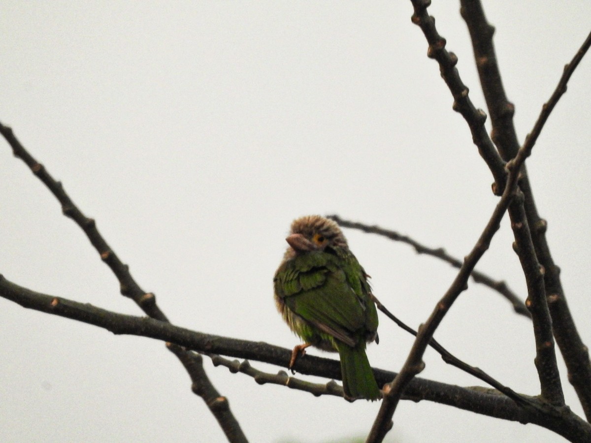 Lineated Barbet - ML643341163