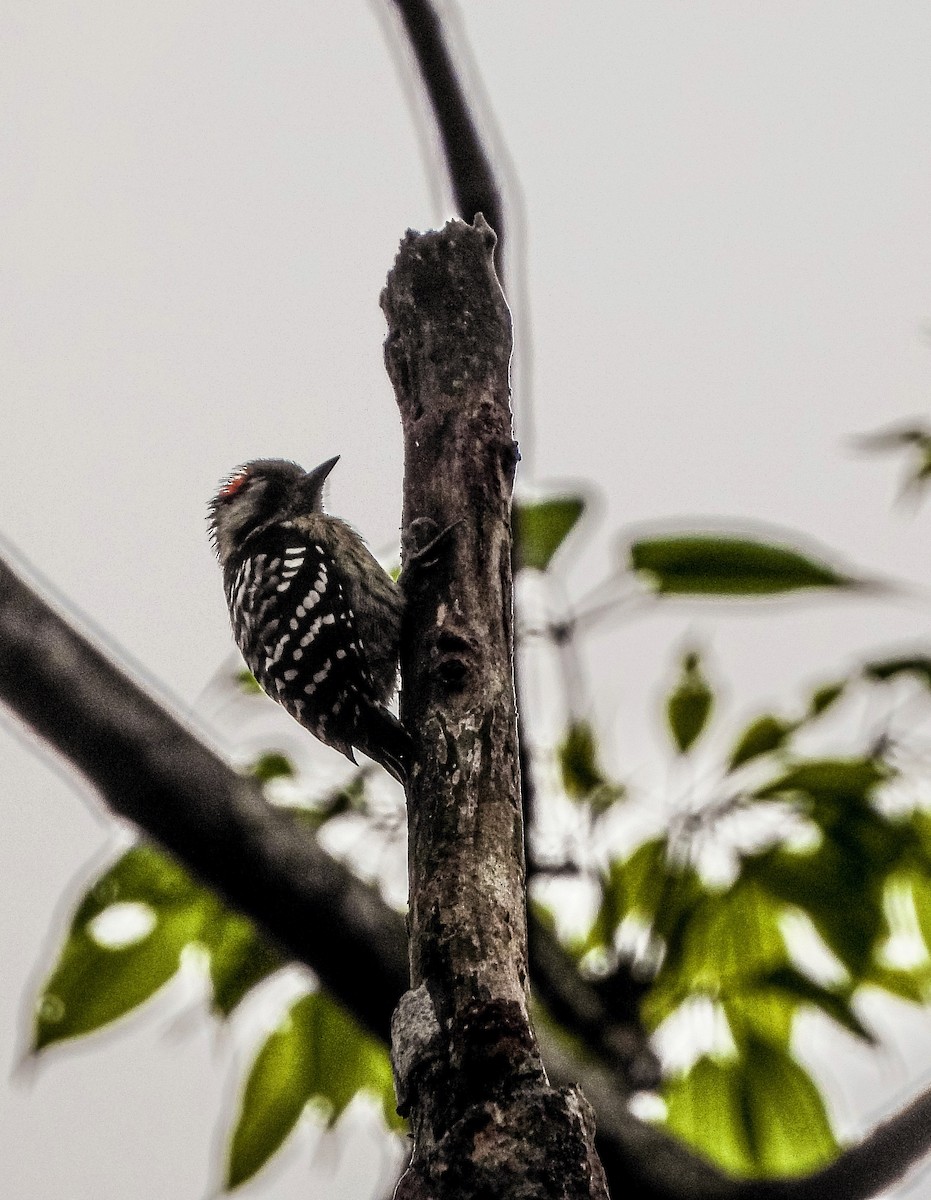 Gray-capped Pygmy Woodpecker - ML643341167