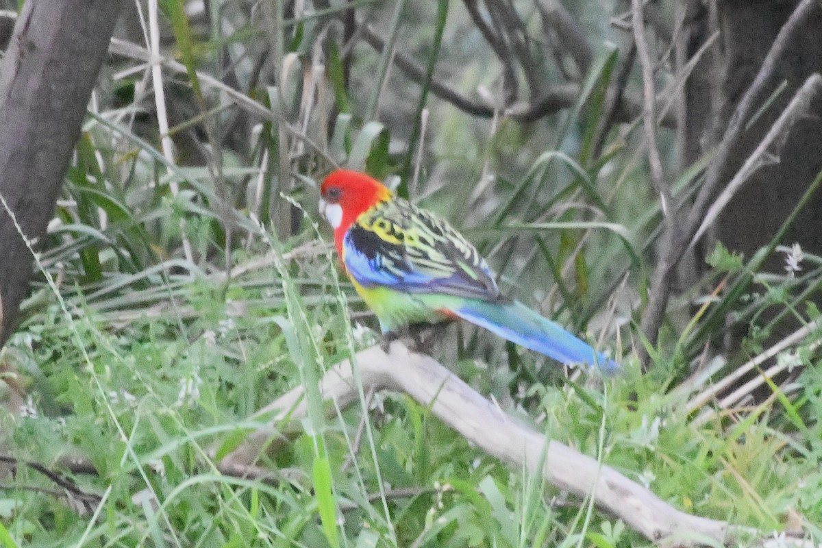 Eastern Rosella - ML643341171