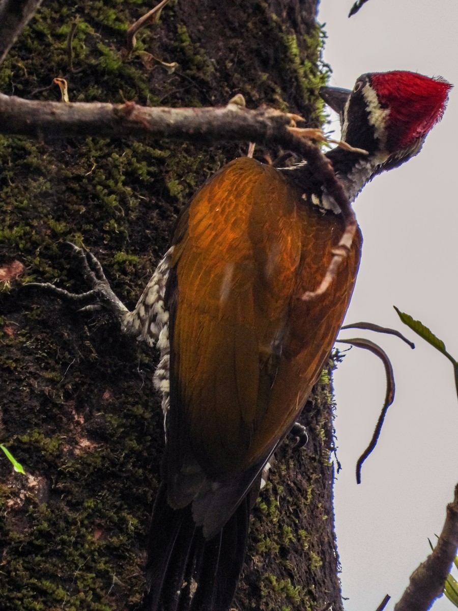 Greater Flameback - ML643341172